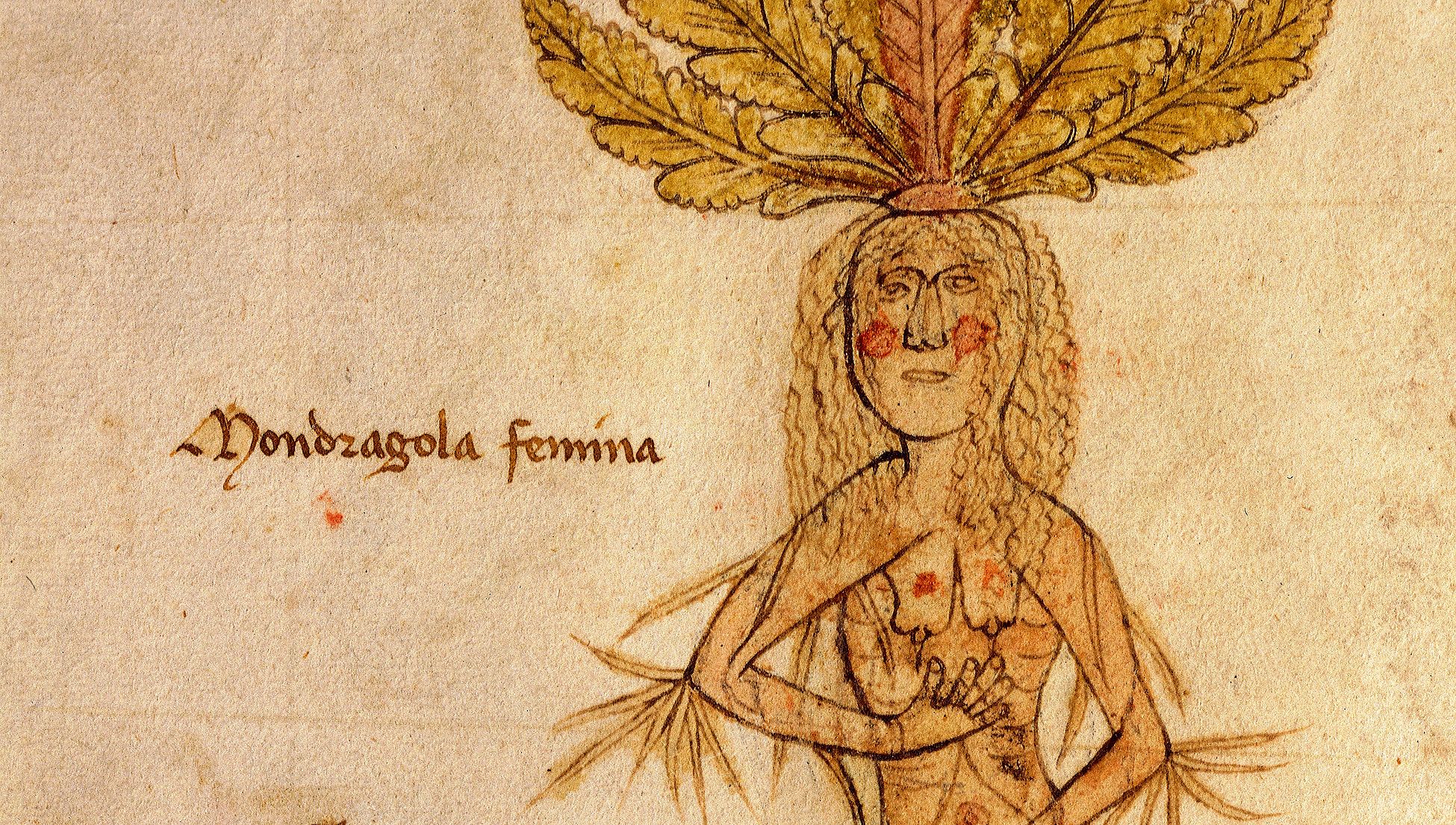 A long history of aphrodisiacs, from health tonic to sexual aid | Psyche