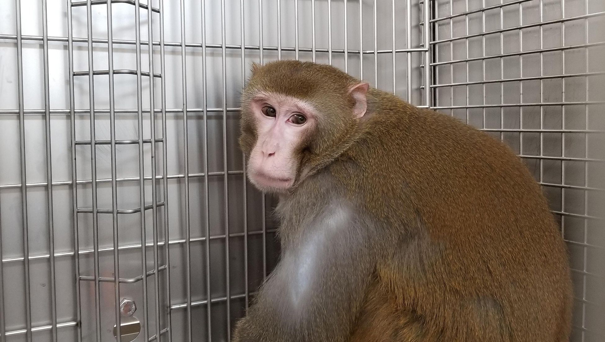 My cancer scars map the pain of animals held in research labs | Psyche